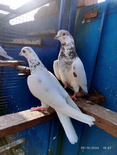 batera 35 wala breeder pair / pigeon / kabooter 0