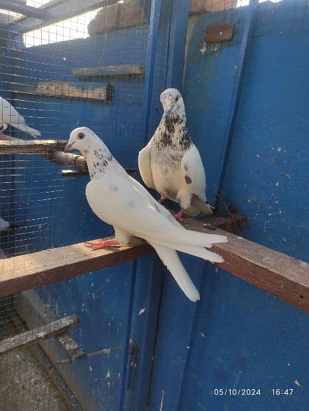 batera 35 wala breeder pair / pigeon / kabooter 1