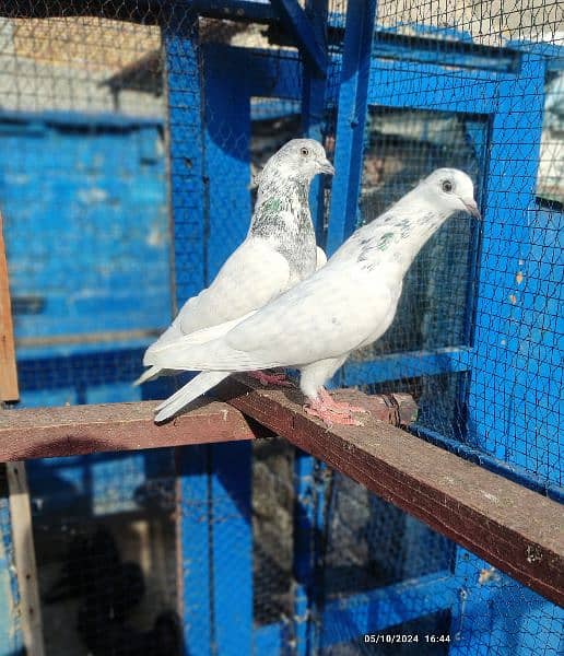batera 35 wala breeder pair / pigeon / kabooter 2