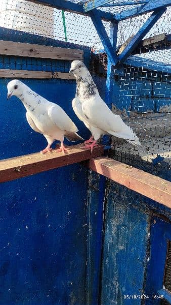 batera 35 wala breeder pair / pigeon / kabooter 3