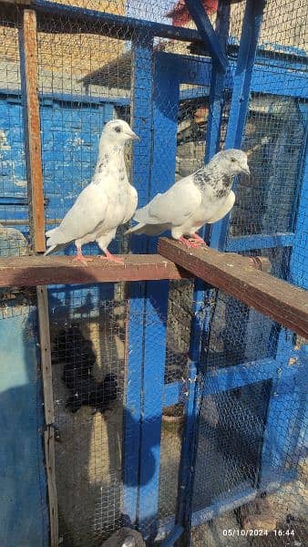 batera 35 wala breeder pair / pigeon / kabooter 4