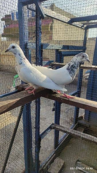 batera 35 wala breeder pair / pigeon / kabooter 5