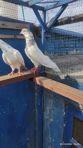 batera 35 wala breeder pair / pigeon / kabooter 6