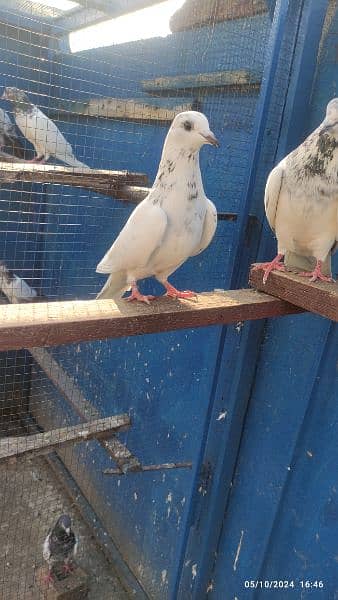 batera 35 wala breeder pair / pigeon / kabooter 7