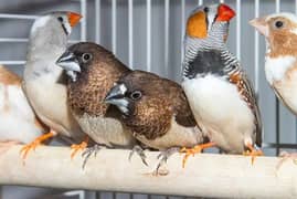 banglies & zebra finch for sell