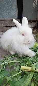 English Angora Rabbits 6 Females Age 3 Months 0