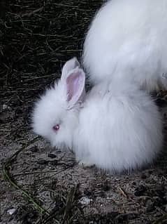 English Angora Rabbits 6 Females Age 3 Months 2