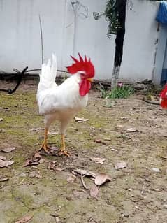 Male Hens for sale