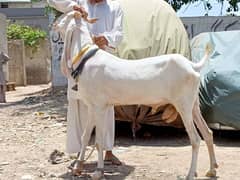 Gulabi/ Golabi / kapla breeder Bakra qurbani 2024 /goat 0