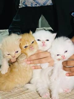 percian cats for sale male and female both are available 03086103832