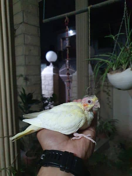 Cocktail Common White Chicks Available For Sale 0