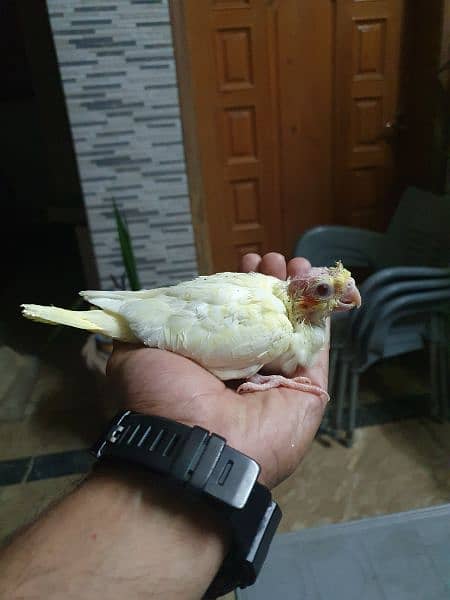 Cocktail Common White Chicks Available For Sale 2
