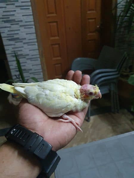 Cocktail Common White Chicks Available For Sale 3