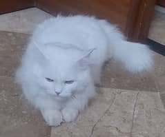 persian Cat triple coated fully vaccinated fully tamed