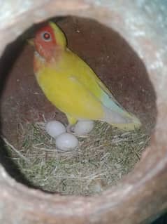 Love birds breeder pair for sale