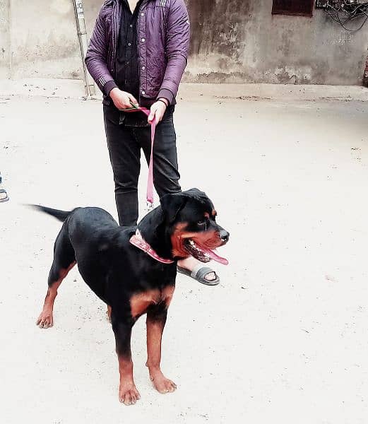 rottweiler male dog available for stud 0