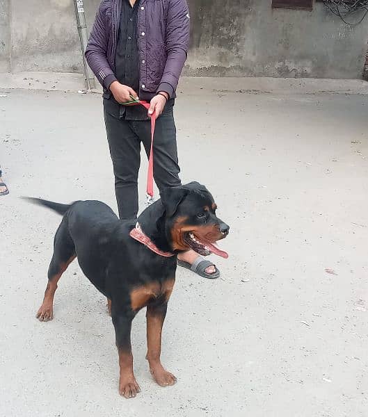 rottweiler male dog available for stud 1