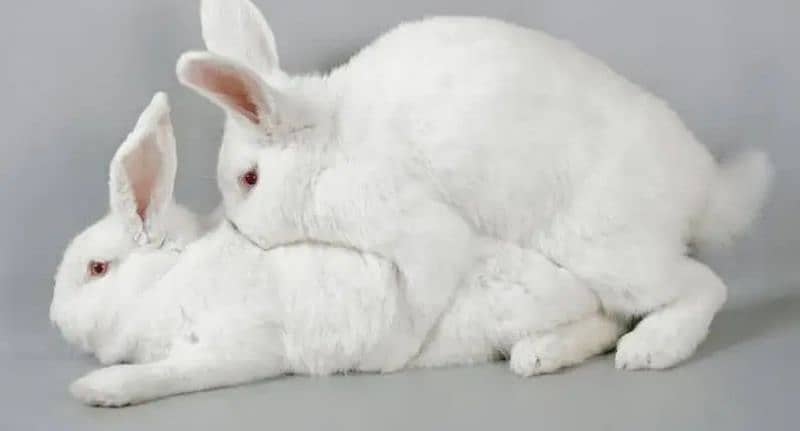 New Zealand white rabbit 0