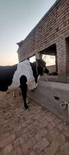 Female Cow for Qurbani