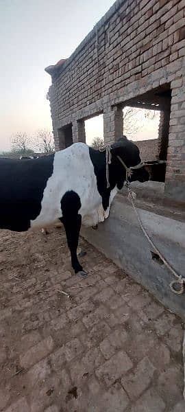 Female Cow for Qurbani 1