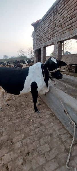 Female Cow for Qurbani 2