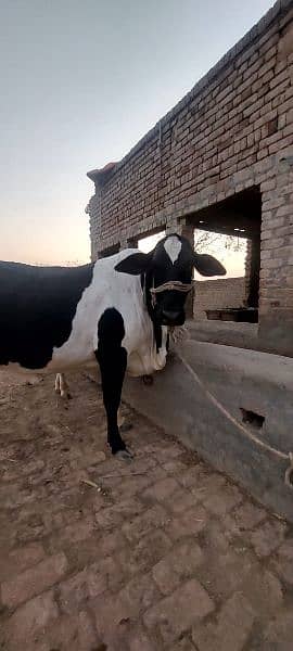 Female Cow for Qurbani 3