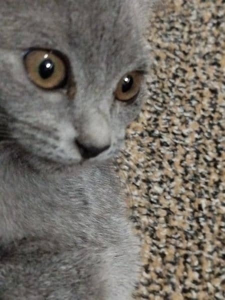 British Shorthair kittens available 1