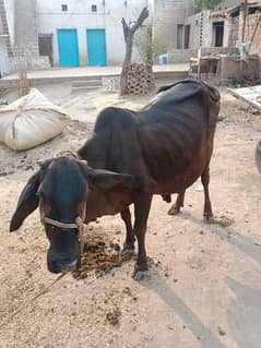 sahiwal Cholistani cross cow second timer 03054382213