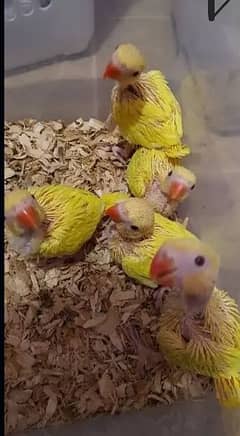 Full healthy and active chicks for sale call 03/21/63/02/00/9