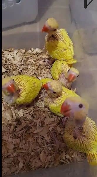 Full healthy and active chicks for sale call 03/21/63/02/00/9 0