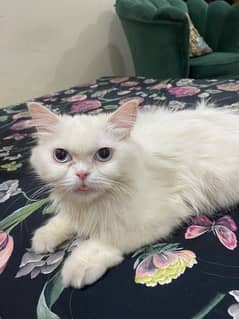 Persian Cat Female Double coat for sale