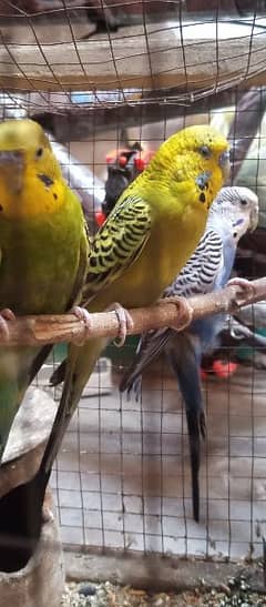 Australian parrot for sale price 1500