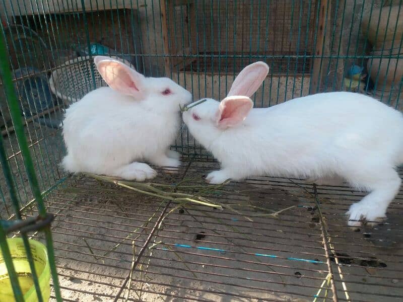 White Rabbit Pair 0