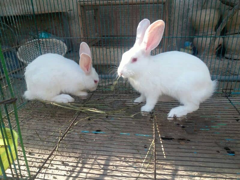 White Rabbit Pair 1