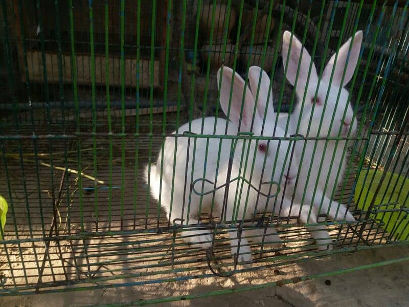 White Rabbit Pair 4