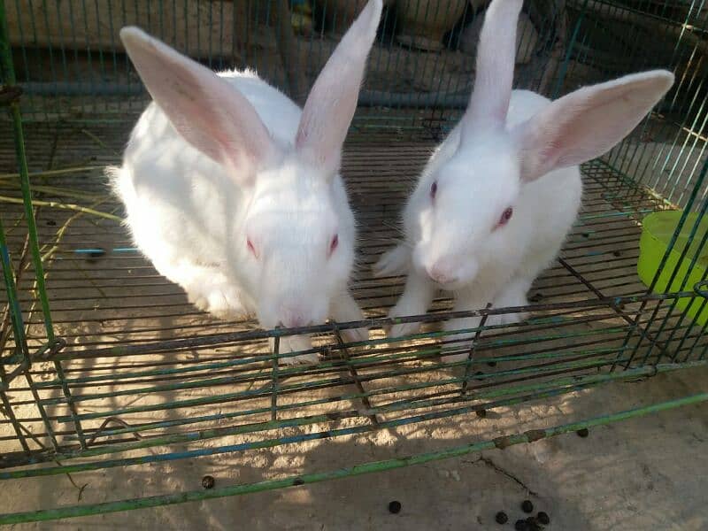 White Rabbit Pair 5