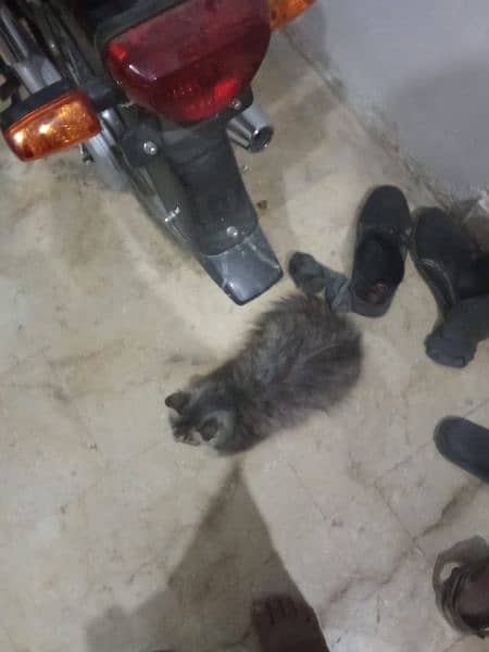 person female cats available active hain mashallah 4