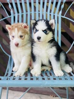 Siberian Husky Puppies/Male/Female/dogs/All/Breeds/Wooly coated