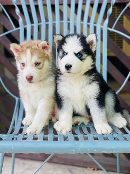 Siberian Husky Puppies/Male/Female/dogs/All/Breeds/Wooly coated 0