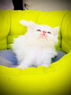 Persian Kittens/Punch Face/ Cats Kittens Male Female/