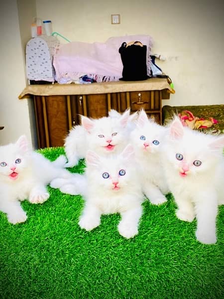 Persian Kittens/Punch Face/ Cats Kittens Male Female/ 1