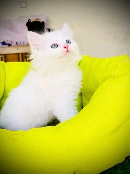 Persian Kittens/Punch Face/ Cats Kittens Male Female/ 2