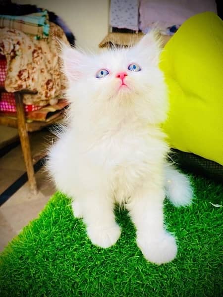 Persian Kittens/Punch Face/ Cats Kittens Male Female/ 3
