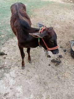 2 dant wala special Qurbani male cow for sale choti bachi jarsi nasal