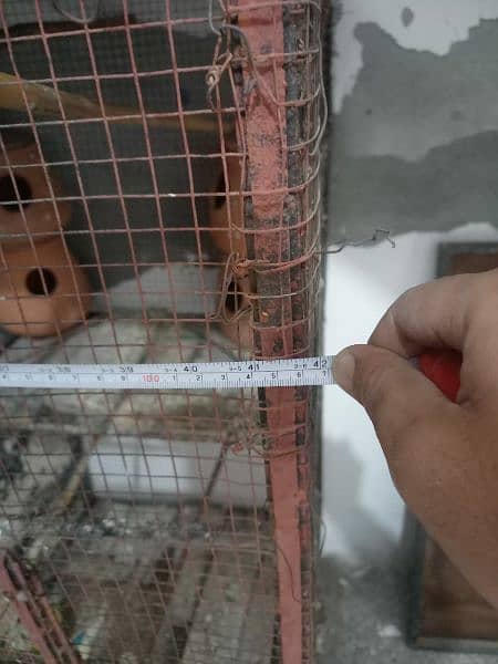 Cage and parrot and dove for Sale 4
