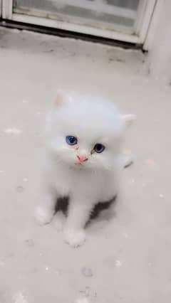 Persian cat pair Blue eyes