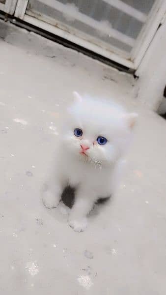 Persian cat pair Blue eyes 1