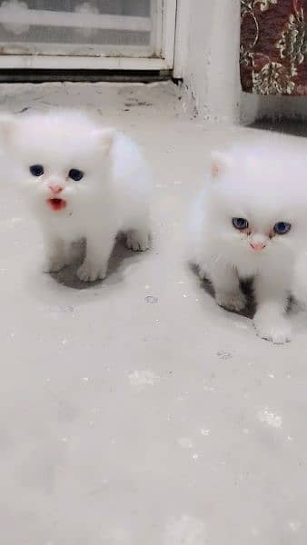 Persian cat pair Blue eyes 3