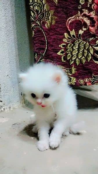 Persian cat pair Blue eyes 5