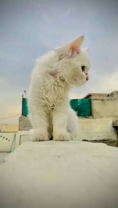 Beautiful Persian cat AGE 3 months 0